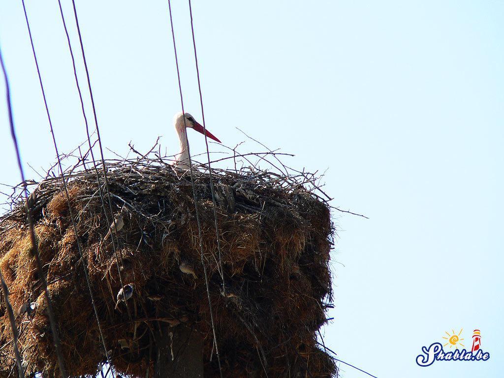 Elida Guest House Шабла Екстер'єр фото